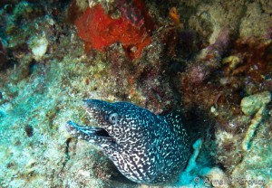 Malendure - îlet Pigeon